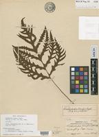 Holotype of Woodwardia kempii Copel. [family BLECHNACEAE]