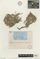 Isosyntype of Sphagnum inundatum Russ. var. diversifolium Warnst. [family SPHAGNACEAE]