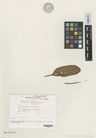 Isotype of Physoderma speciosum J.Schrot. in Cohn [family PHYSODERMATACEAE]