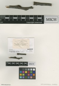 Isotype of Cytosporella carnea Ellis & Everh. [family SPHAEROPSIDACEAE]