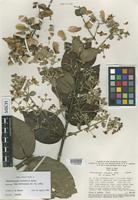 Isotype of Banisteriopsis variabilis B.Gates [family MALPIGHIACEAE]