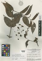 Isotype of Diplopterys cururuensis B.Gates [family MALPIGHIACEAE]