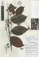 Holotype of Banisteriopsis carolina W.R.Anderson [family MALPIGHIACEAE]