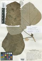 Isotype of Jatropha chamelensis R.L.Pérez-Mor. [family EUPHORBIACEAE]