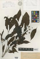 Isotype of Sarcocephalus multicephalus Elmer [family RUBIACEAE]
