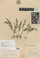 Holotype of Asplenium filipes Copel. [family ASPLENIACEAE]