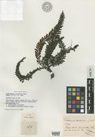 Isotype of Cephalomanes atrovirens Presl [family HYMENOPHYLLACEAE]