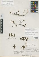 Holotype of Drymoglossum carnosum (Wall.) J.Sm. in Hk. var. obovatum Harr. [family POLYPODIACEAE]