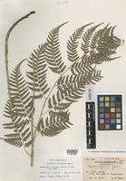 Isotype of Dryopteris taitoensis Tagawa [family DRYOPTERIDACEAE]
