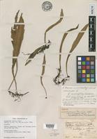 Holotype of Loxogramme fauriei Copel. [family POLYPODIACEAE]