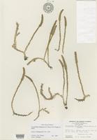 Holotype of Lycopodiella subappressa J.G.Bruce, W.H.Wagner & Beitel [family LYCOPODIACEAE]