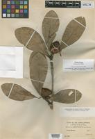 Isolectotype of Duroia sprucei Rusby [family RUBIACEAE]