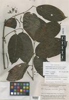 Isotype of Banisteriopsis brevipedicellata B.Gates [family MALPIGHIACEAE]