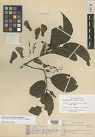 Isotype of Banisteriopsis inebrians C.V.Morton [family MALPIGHIACEAE]