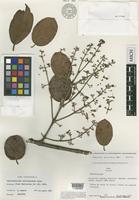 Holotype of Banisteriopsis velutinissima B.Gates [family MALPIGHIACEAE]