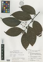 Isotype of Diplopterys mexicana B.Gates [family MALPIGHIACEAE]
