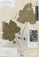 Isotype of Jatropha curcas L. var. rufus McVaugh [family EUPHORBIACEAE]