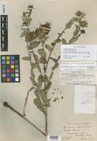 Isotype of Grindelia rubricaulis DC. f. villosa Steyerm. [family ASTERACEAE]
