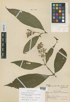 Isotype of Leandra hylophila Gleason [family MELASTOMATACEAE]