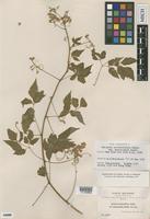 Isosyntype of Serjania confertiflora Radlk. var. dasycephala Radlk. [family SAPINDACEAE]