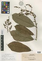 Isotype of Melanochyla elmeri Merr. [family ANACARDIACEAE]