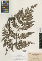 Isotype of Cystopteris japonica Luerssen var. taiwaniana Tagawa [family ATHYRIACEAE]