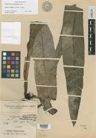 Holotype of Polypodium glossophyllum Copel. [family POLYPODIACEAE]