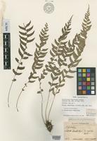 Isotype of Polystichum formosanum Rosenst. [family DRYOPTERIDACEAE]