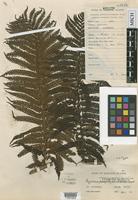 Isotype of Cyathea aramaganensis Kaneh. [family CYATHEACEAE]