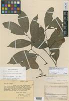 Isotype of Peritassa killipii A.C.Sm. [family CELASTRACEAE]
