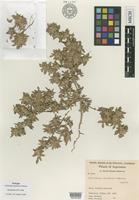 Isotype of Guilleminea chacoënsis Pedersen [family AMARANTHACEAE]