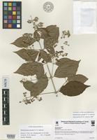Holotype of Banisteriopsis macedae W.R.Anderson [family MALPIGHIACEAE]