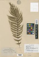 Isosyntype of Trichomanes apiifolium Presl [family HYMENOPHYLLACEAE]