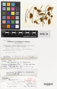 Holotype of Marasmius fulvoferrugineus Gilliam [family TRICHOLOMATACEAE]