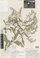 Holotype of Rorippa palustris Greene var. elongata Stuckey [family BRASSICACEAE]