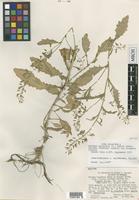 Holotype of Rorippa palustris Greene var. elongata Stuckey [family BRASSICACEAE]