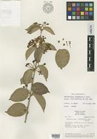 Isotype of Banisteriopsis cachimbensis B.Gates [family MALPIGHIACEAE]