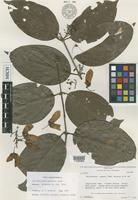 Holotype of Banisteriopsis wurdackii B.Gates [family MALPIGHIACEAE]