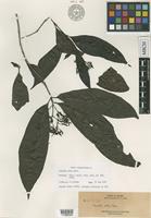Isotype of Pavetta atra Merr. [family RUBIACEAE]