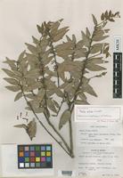 Holotype of Malea pilosa Lundell [family ERICACEAE]