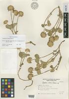 Isotype of Gomphrena vitellina Pedersen [family AMARANTHACEAE]