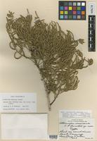 Holotype of Allenrolfea mexicana Lundell [family CHENOPODIACEAE]