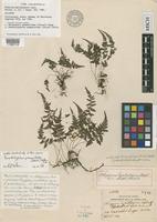 Holotype of Athyrium hyalostegium Copel. [family THELYPTERIDACEAE]