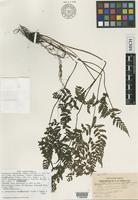 Isotype of Dryopteris tenerrima Copel. [family ATHYRIACEAE]