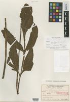 Isotype of Tectaria fauriei Tagawa [family DRYOPTERIDACEAE]