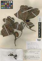 Isotype of Wallacea riparia Gleason & A.C.Sm. [family OCHNACEAE]