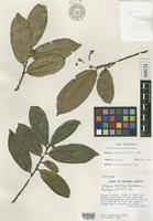 Isotype of Cleyera velutina B.M.Barthol. [family THEACEAE]