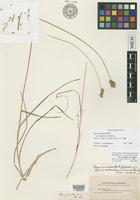 Isosyntype of Carex straminea Willd. var. cumulata L.H.Bailey [family CYPERACEAE]
