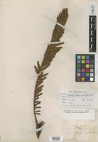 Syntype of Lonchitis-aspera tabularis Farw. var. saligna Farw. [family BLECHNACEAE]