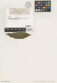 Isotype of Cylindrosporium artemisiae Dearn. & Barthol. in Dearn. [family MELANCONIACEAE]